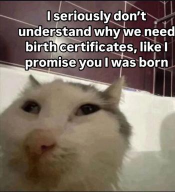 Confused white cat laments the absurdity of birth certificates with cosmic indignation.