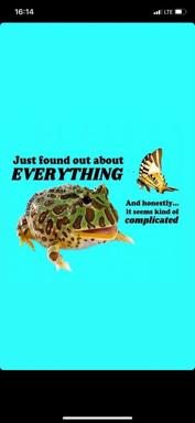 A philosophical toad and butterfly confront existential complexity against a bright cyan background—a wry meditation on the impossibility of understanding everything.