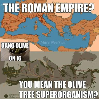 Historical meme contrasting the Roman Empire's territorial reach with the distribution of olive tree cultivation across the Mediterranean and Middle East.
