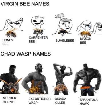 Two-panel insect meme: bee species labelled with gentle names above simple drawings; below, parasitic wasps and predatory insects paired with hypermasculine male bodies, ironic commentary on competitive dominance.