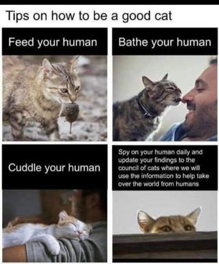 A four-panel instructional meme on "how to be a good cat" — playful cat behaviour reframed as world-domination strategy