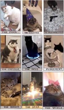 Major Arcana tarot deck reimagined with photographic cat portraits, each card title captioned below in serif type — a whimsical parody matching each cat pose to traditional arcane symbolism.