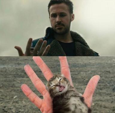Two-panel contrast: serene restraint above, unhinged kitten joy below — perfect distillation of trying versus surrendering to chaos.