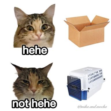 A four-panel object-label meme exploiting cat facial expressions and luggage expectations: two tabby cat portraits paired with cardboard box (hehe) vs. cat carrier (not hehe).