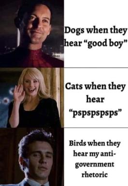 Three-panel meme: dogs respond to praise, cats to calls, birds to conspiracy theories—escalating from wholesome pet behavior to deadpan political skepticism.