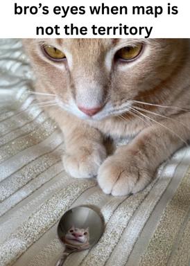 A territorial cat's indignant glare at an intruder revealed only in a reflection below — a two-panel reaction shot about maps, boundaries, and feline paranoia.