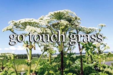 The phrase "go touch grass" overlaid on a photograph of giant hogweed in bloom — a darkly ironic internet joke about a plant notorious for causing severe burns on contact.
