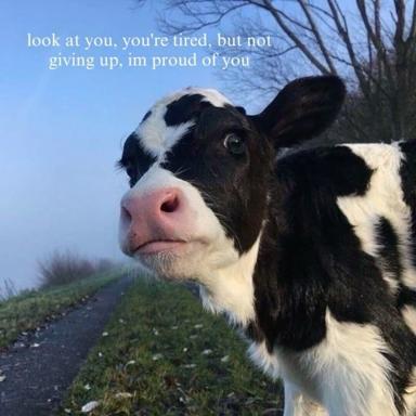 Black-and-white cow on a rural road with an affirmation meme: "look at you, you're tired, but not giving up, im proud of you." Wholesome encouragement wrapped around an earnest farmyard expression.
