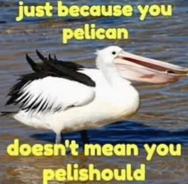 A white Australian pelican floating on water, captioned with wordplay about its species name.