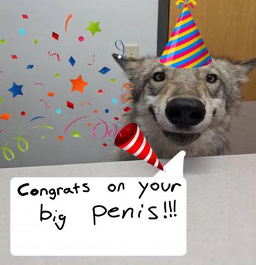 Gray dog in party hat celebrating with confetti; crude congratulation meme