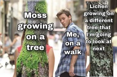 Mycophile distraction: a man can't stop himself from cataloging the lichen on every tree, even when moss is right in front of him.