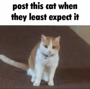 A tabby-and-white cat stares directly at the camera with a composed, knowingly calm expression — the visual punchline of an anti-joke about posting cat photos without context.
