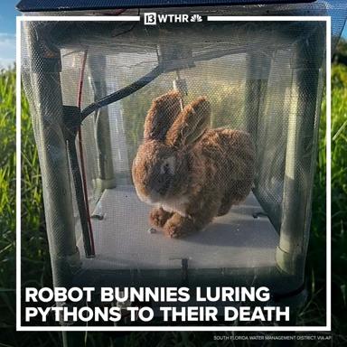 A fake news meme spoofing NBC wildlife reports, showing a taxidermied rabbit inside a trap, captioned as a "robot bunny" deployed to lure pythons to their death in the Everglades.