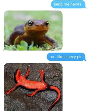 A newt asks another to send nudes; receives a deliberately unflattering photo of a splayed red eft instead.