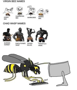 Taxonomic humor contrasting docile bees with aggressive wasps through exaggerated name and persona choices — virgin vs. chad meme format applied to insects.