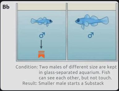 Two male fish separated by glass observe each other; the smaller fish below has spawned a Substack newsletter as a workaround to communication barriers.