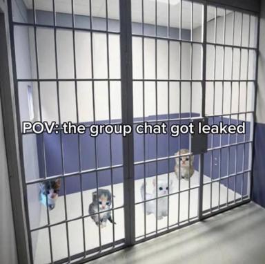 Four cats in a metal pen exchange guilty looks when their group chat gets leaked to the outside world—a reaction meme about privacy breaches and exposed secrets among friend groups.