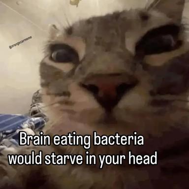 A close-up of a white tabby cat staring intensely at the camera, paired with text joking that brain-eating bacteria would starve because the cat has no brain to consume.