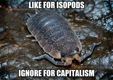 Isopod close-up with deadpan economic critique: "like for isopods / ignore for capitalism" — a nature macro as social commentary meme.