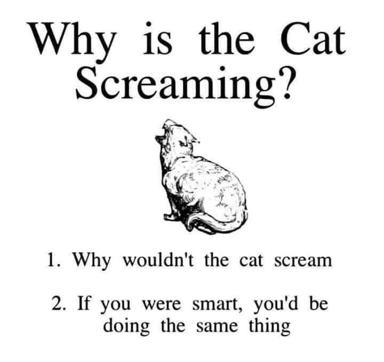 A deflective joke about feline screaming: instead of answering why, it questions why the cat *wouldn't* scream—then flips it back on the reader.