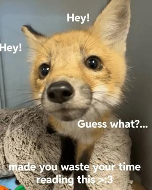 Corgi in a wool sweater delivers a deadpan gotcha: "made you waste your time reading this"