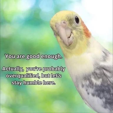 A cockatiel with an open-mouthed goofy expression offers affirmation paired with self-deprecating humor about overqualification.