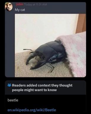 A photograph of a large black beetle on fabric misidentified as "my cat," with Bluesky readers adding the punchline by pointing out it's actually a beetle with a Wikipedia link.