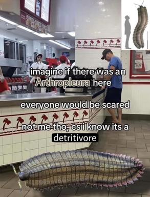 A composite meme: fast-food restaurant interior invaded by an oversized segmented arthropod, with a three-panel caption debating taxonomy and fear.