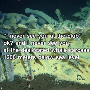 Two friends with irreconcilable social schedules blame each other on a whale carcass 1200m down.