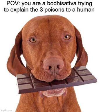 A reddish-brown dog holds chocolate in its mouth, illustrating the philosophical absurdity of explaining poison awareness to a non-human creature.