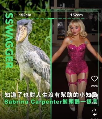 Height-comparison meme: Shoebill stork vs. Sabrina Carpenter, both 152cm, joking that the bird is as useful to life knowledge as the pop star.