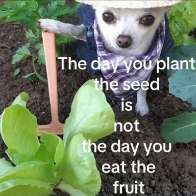 A small white dog in a purple bandana holds a garden stake in a vegetable patch, illustrating the lesson that patience between planting and harvest is non-negotiable.