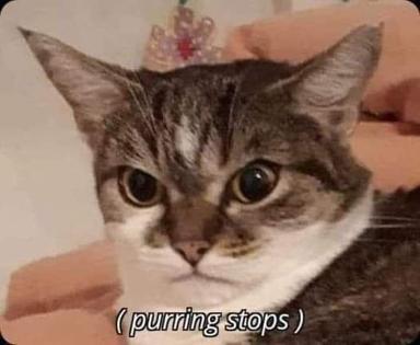 A tabby cat's wide-eyed stare interrupted by a caption reading "(purring stops)" — the archetypal moment of unexpected silence.