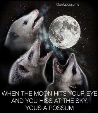 Two opossums gazing at the moon—a wholesome cosmic joke about their natural behaviour.