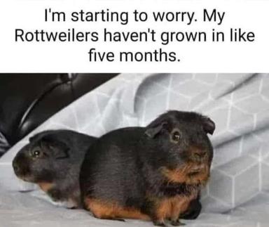 Two tiny Rottweiler puppies sitting against white brick, with the caption joking about them not growing in five months.