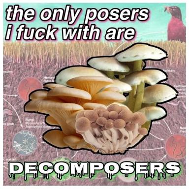 Absurdist biology meme: a luxe close-up of decomposer mushrooms with sardonic text framing fungi as society's only acceptable "posers"—nature's most honest organisms. Ecology-education backdrop visible, mauve and teal aesthetic.