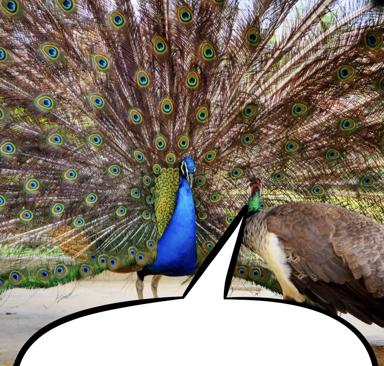 A peacock in full tail display with a blank speech bubble overlaid, ready for a caption — the classic meme template of performative display meeting interrupted bragging.