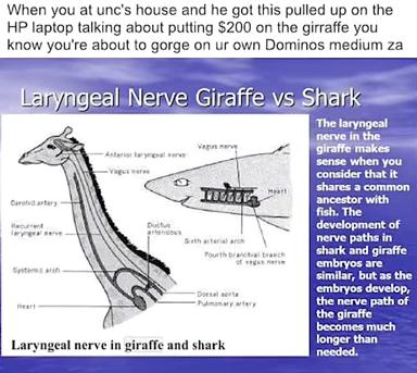 A joke about avoiding an uncle's financial talk repurposed as an anatomy lesson on why the giraffe's laryngeal nerve is unnecessarily long — because evolutionary baggage, like awkward family dinners, can't be easily fixed.