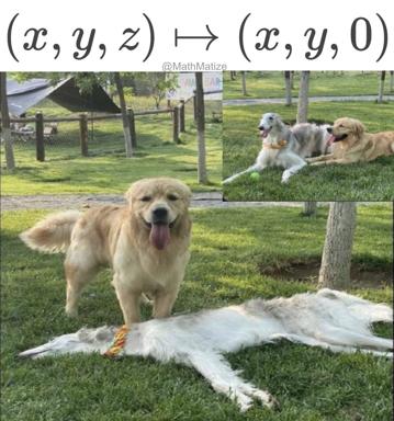 Three golden retrievers and light-colored dogs demonstrate a mathematical projection onto the z=0 plane—literally lying flat on grass.