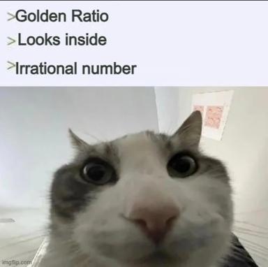 A bug-eyed cat confronted with mounting mathematical abstraction—the final stare of someone who's followed the golden ratio down a rabbit hole.