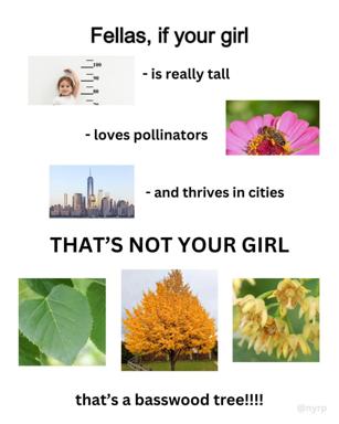 A joke meme conflating desirable girlfriend traits—tall, loves pollinators, thrives in cities—with the literal characteristics of a basswood tree.