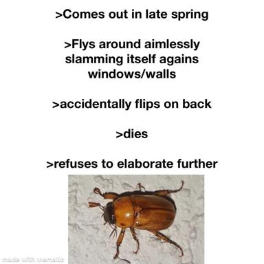 Greentext comedy about a spring insect's futile lifecycle—emerges, flies into walls, flips, dies, refuses to explain. Photograph of a beetle on its back.