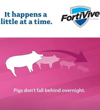 FortIVive security software motivational meme: a white mother pig leading smaller piglets (progressively fading) across a hot-pink field, illustrating incremental progress paired with the slogan "Pigs don't fall behind overnight."