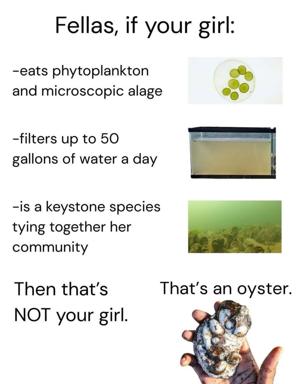 Educational ecology meme contrasting the dietary habits of oysters (filter feeders) with an absurdist relationship-advice punchline.