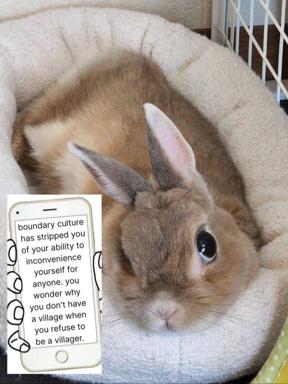 A contemplative rabbit wrapped in a blanket, paired with phone-screenshot text about the isolating effects of boundary culture.