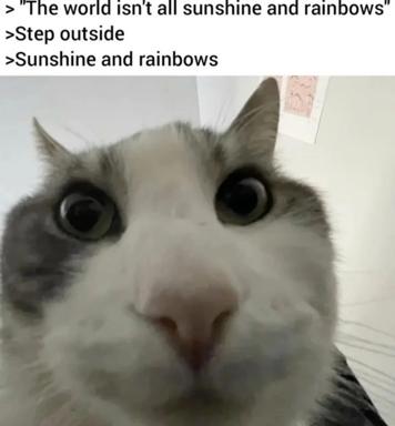 Wide-eyed cat reacts to advice-format meme: when told the world isn't sunshine and rainbows, the suggestion to simply step outside for sunshine and rainbows.