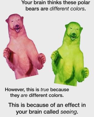 A humorous optical illusion showing two identically colored polar bears that the brain perceives as different—a self-aware joke about visual perception and cognitive bias.