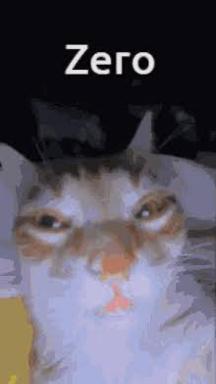A wide-eyed cat stares intensely while captioned "Zero"—an absurdist riff on expectations vs. reality.
