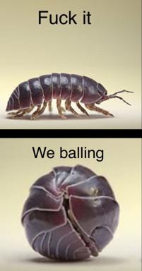Woodlouse defence mechanism as metaphor for emotional shutdown — "fuck it, we balling" (rolling into a ball becomes the ultimate surrender-celebration)