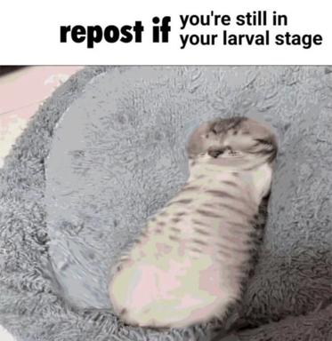 A wrinkled, larva-like creature swaddled in grey felt mimics the "repost if" meme format with deadpan biological humor — framing human stagnation as literal metamorphic incompleteness.